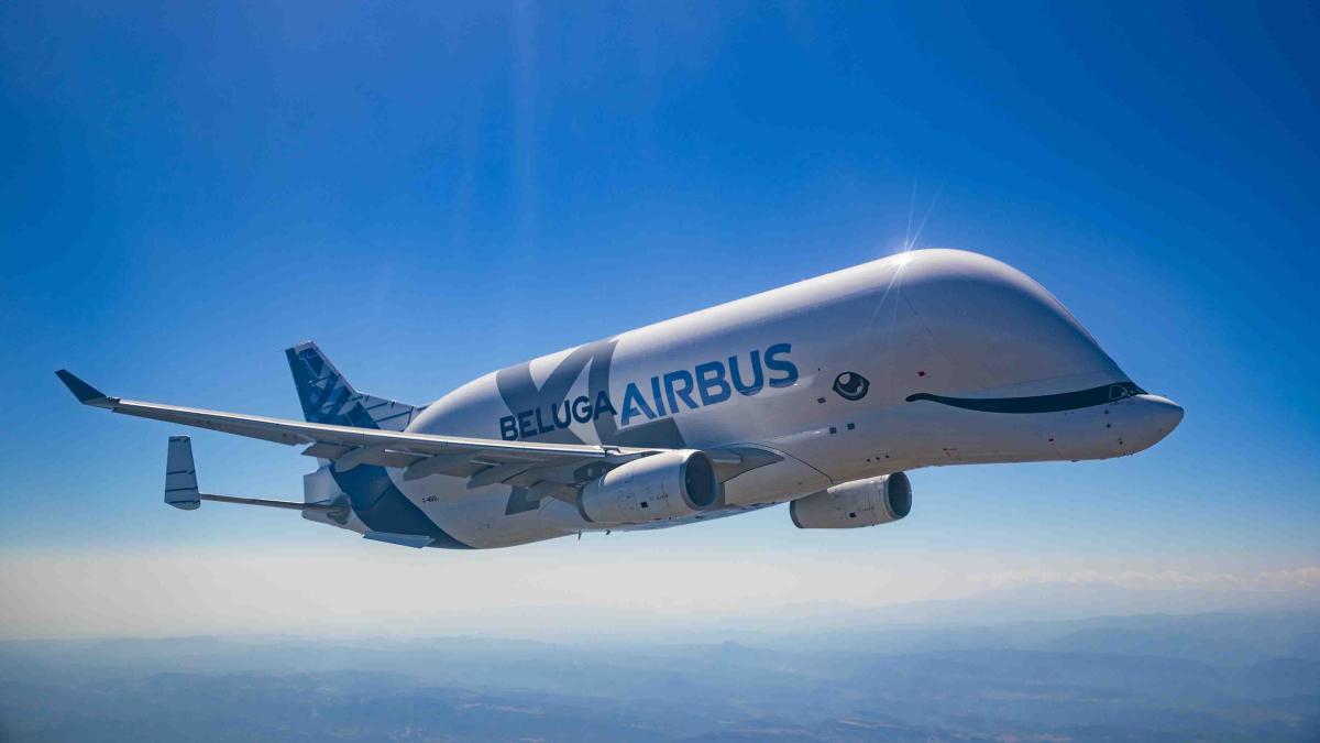 belugaxl__21425800