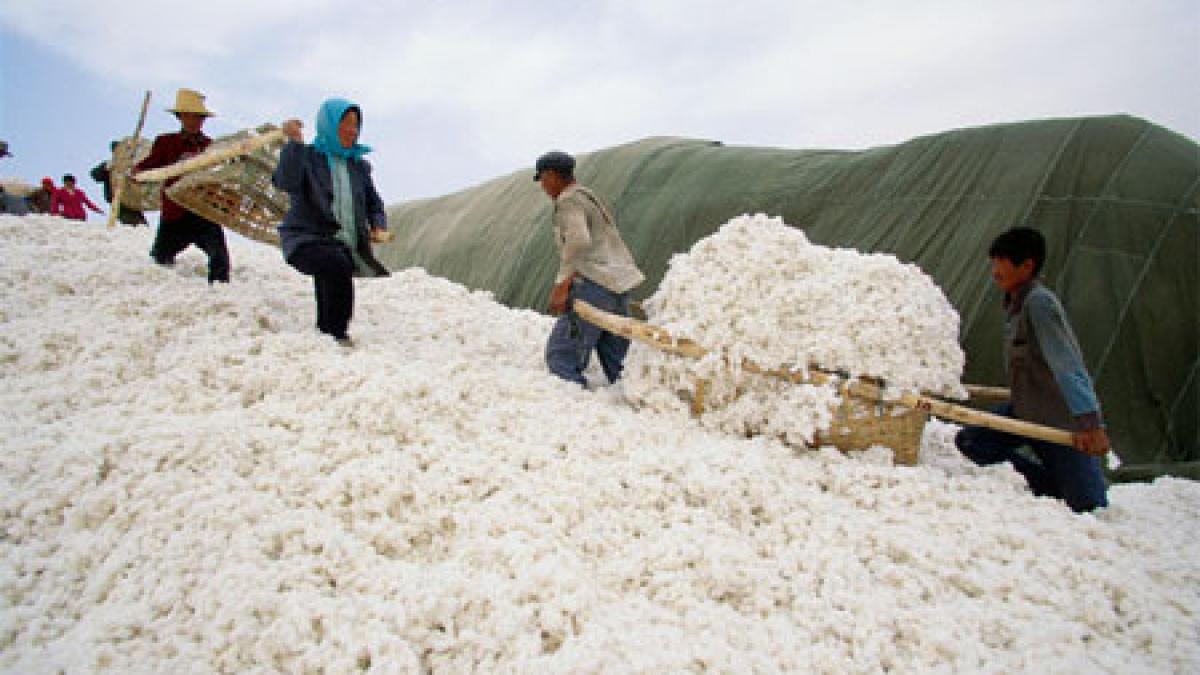 china_bumbac_49626200