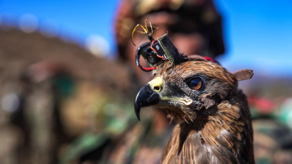 drona-indiana_49768900