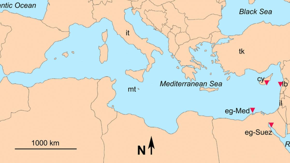 orient-mediterana-marea-rosie_75486300