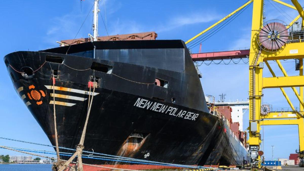 newnew-polar-bear_99516100