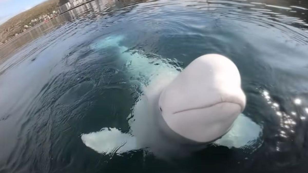 1-beluga-spion-a-rusiei-botezata-dupa-vladimir-putin-a-fost-gasita-moarta_30116900_93804600