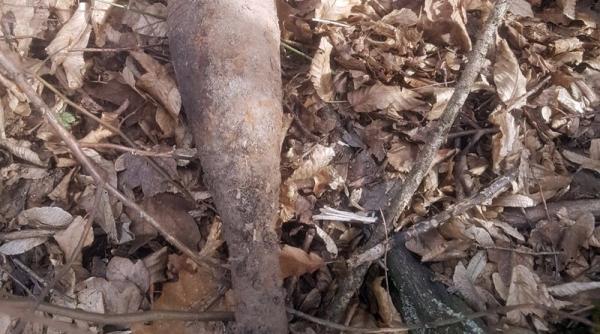 Peste 50 de bombe de artilerie din al Doilea Război Mondial, descoperite în Bihor