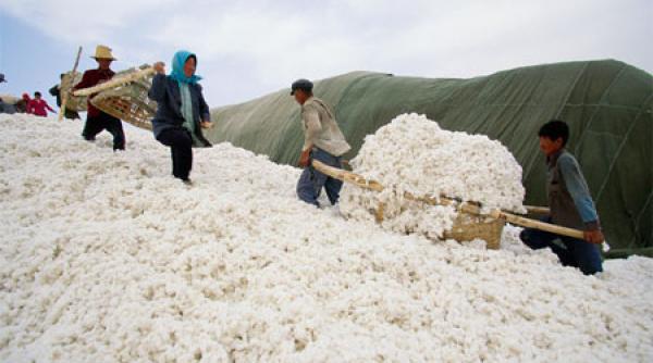 SUA blochează noi importuri de bumbac din China pe motiv că ar proveni din "munca forţată" a uigurilor