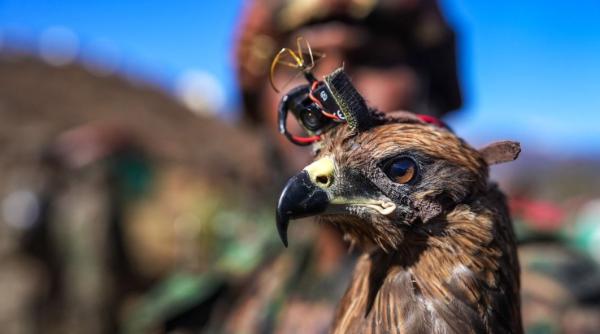 ”Drone” made in India. Forțele armate indiene folosesc păsări răpitoare dotate cu camere video pentru a supraveghea frontiera și a neutraliza dronele inamice