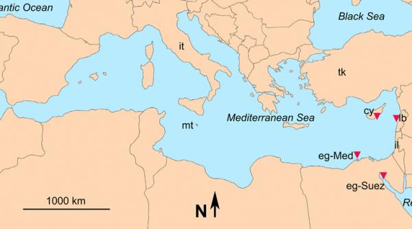 Turcia își asigură locuri în primele rânduri la intrarea în Marea Roșie. Mișcare strategică făcută de turci în regiune