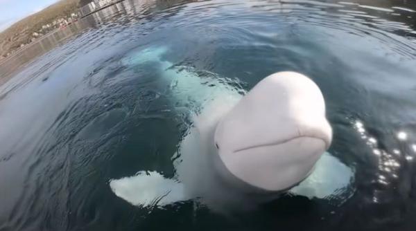 Faimoasa balenă-spion Hvaldimir a fost găsită moartă cu răni provocate probabil prin împușcare